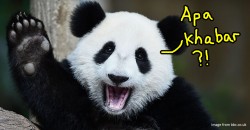 Malaysia paid China RM2.4 million for this baby panda… then why did we give it away?!