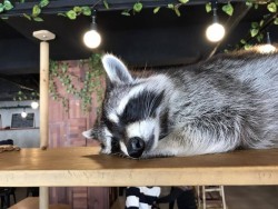 No plans for the weekend? There’s a petting zoo in Mont Kiara. With raccoons.