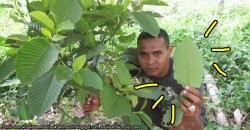 Some Malaysians are calling for this potentially deadly plant to be legalised. But why?