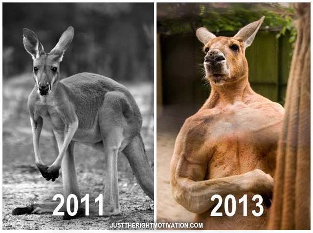They currently have a surplus of kangaroo personal trainers, so you'll have to find something else. Img from Reddit.
