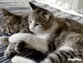 Meow meow. Gif from Tenor