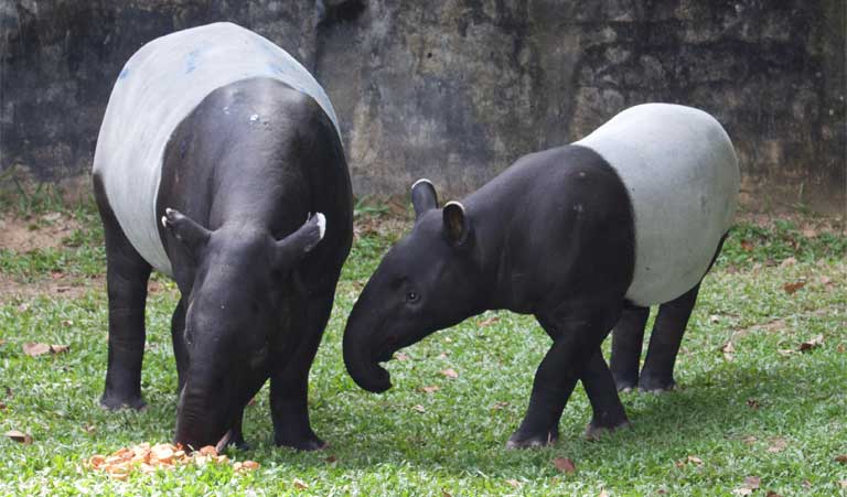 Tapirs are protected by law. Img from Mongabay.