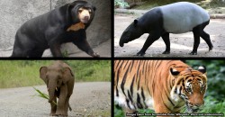Can you guess which endangered animal gets killed by Malaysian drivers the most?