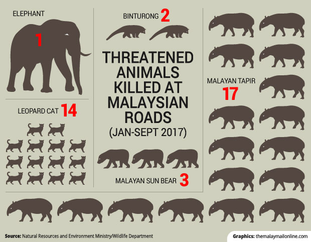 Can You Guess Which Endangered Animal Gets Killed By Malaysian Drivers The Most