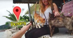 OMG. Penang has a CAT BEACH with… 300 cats on it?! Here’s how to get there