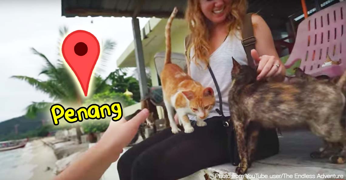 Omg Penang Has A Cat Beach With 300 Cats On It Here S How To Get There