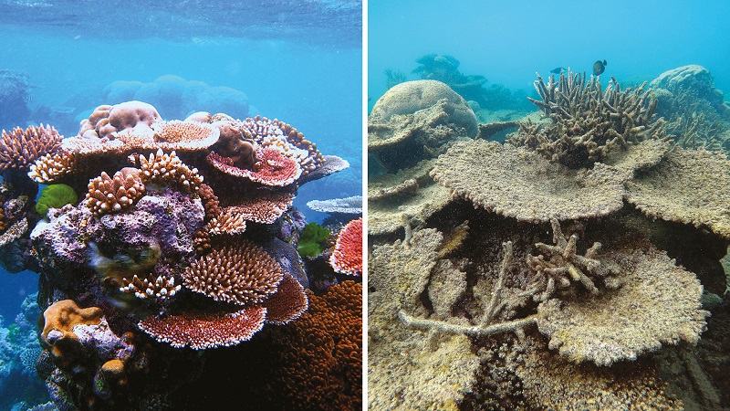 Every year, there are more images of coral reef death at the Great Barrier Reef - Via UNESCO