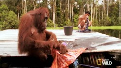 Why are these Orangutans washing clothes and sawing wood in the jungle?!