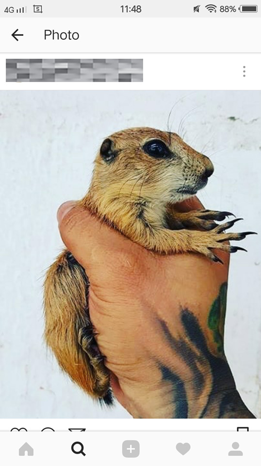 This account sells prairie dog. Screengrab from Instagram