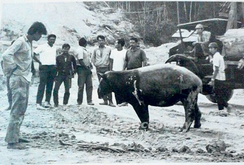 A tapir dropping by the construction site to supervise. Img from Utusan Online.
