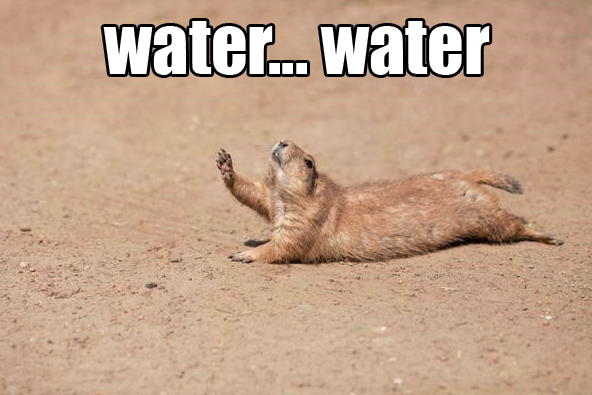 water prairie dog meme