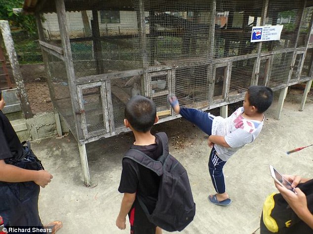 Schoolchildren kicking a monkey's cage at the Yuk Chin Mini Zoo in Tawau, Sabah. The zoo was closed down in 2015 by the Perhilitan. Img from DailyMail UK.