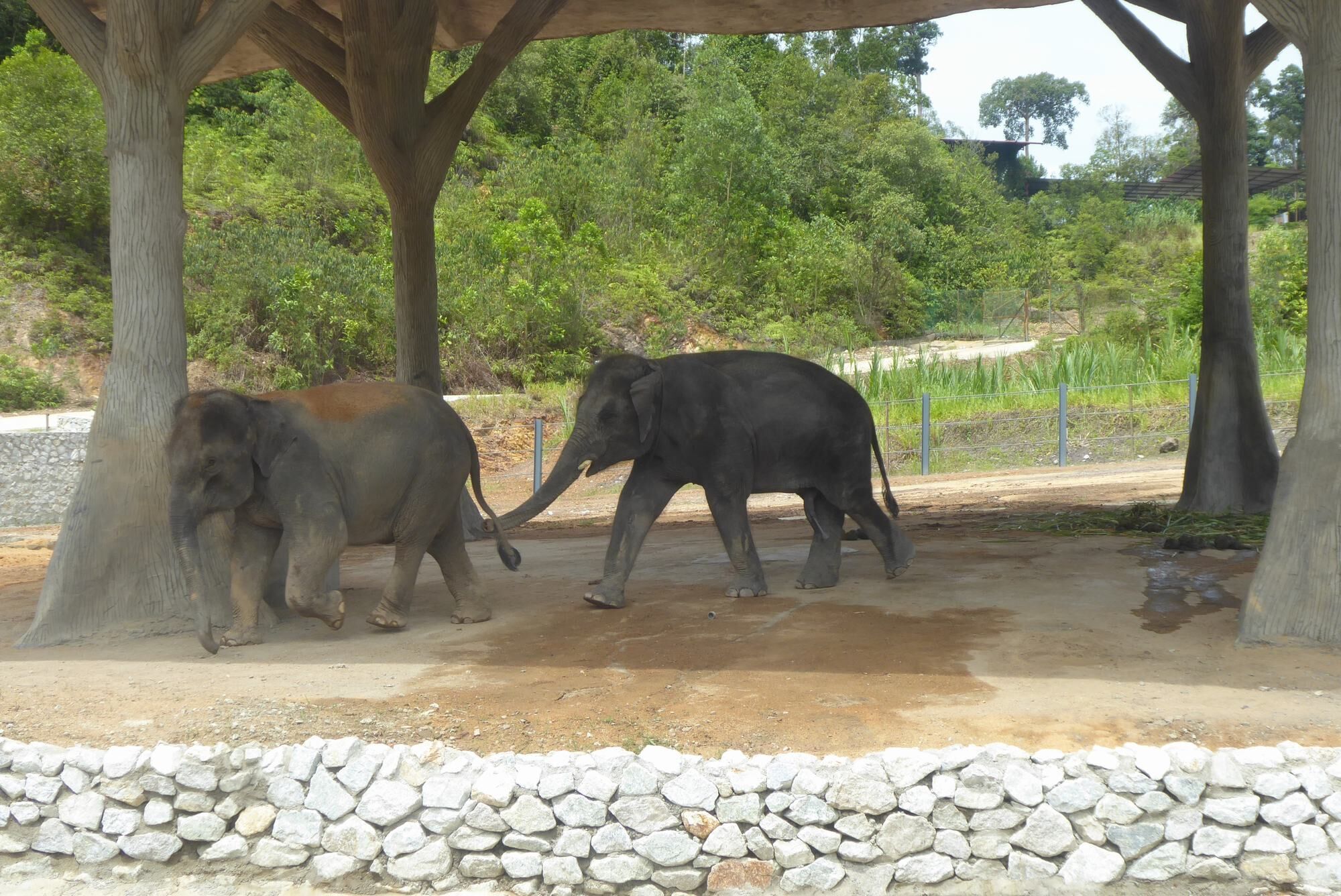 Two juvenile elephants at BGSP, playing. Img attached with the e-mail.