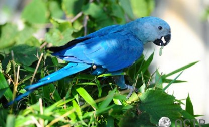 They do stand out in the wild. Img of Spix's Macaw from WAZA.