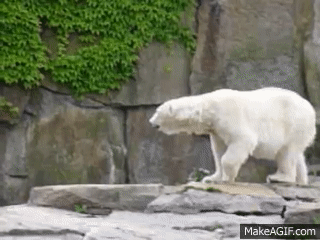 A polar bear exhibiting stereotypic behavior. Img from MakeaGIF.