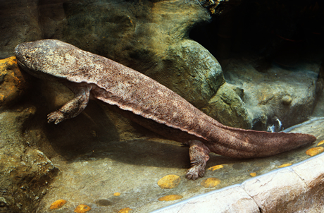 The Chinese Giant Salamander is a 65kg cicak. Hooo boy..... 