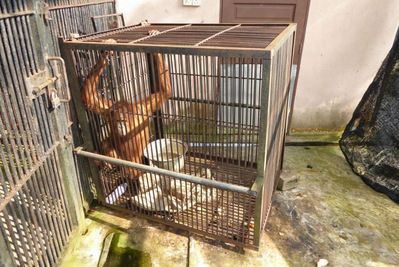According to Perhilitan, this baby orangutan was kept in this small cage as its mother was then undergoing treatment. Img from CleanMalaysia.