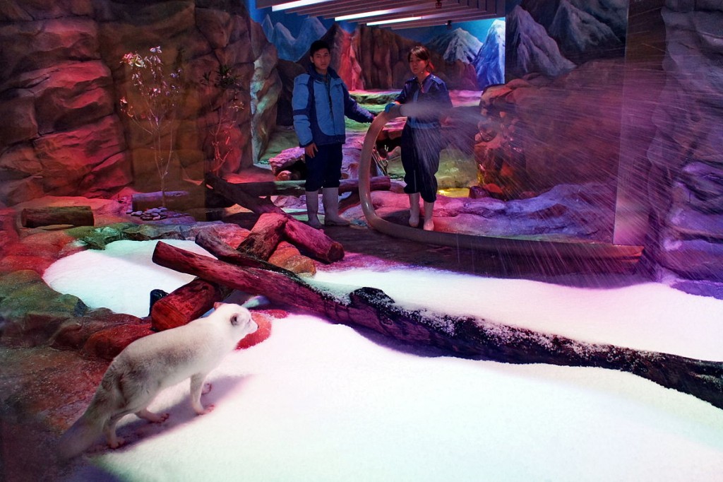 Two park attendants spraying snow into the Artic Fox Den at Ocean Park - Image via wikipedia