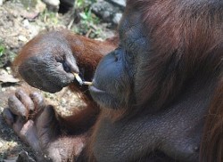 Orangutans lighting up might not even be the worst thing happening in Malaysian safaris.