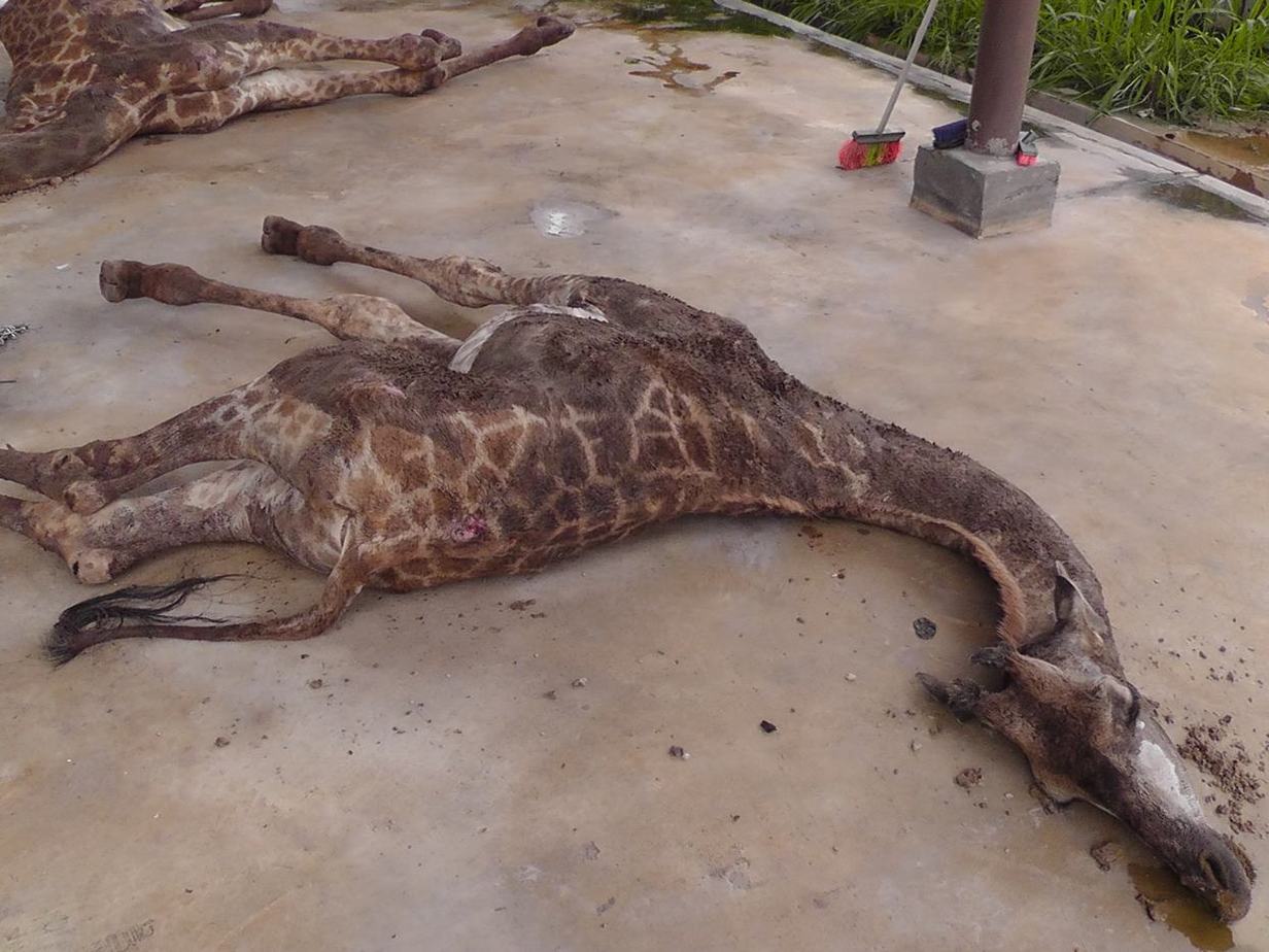 A dead giraffe.