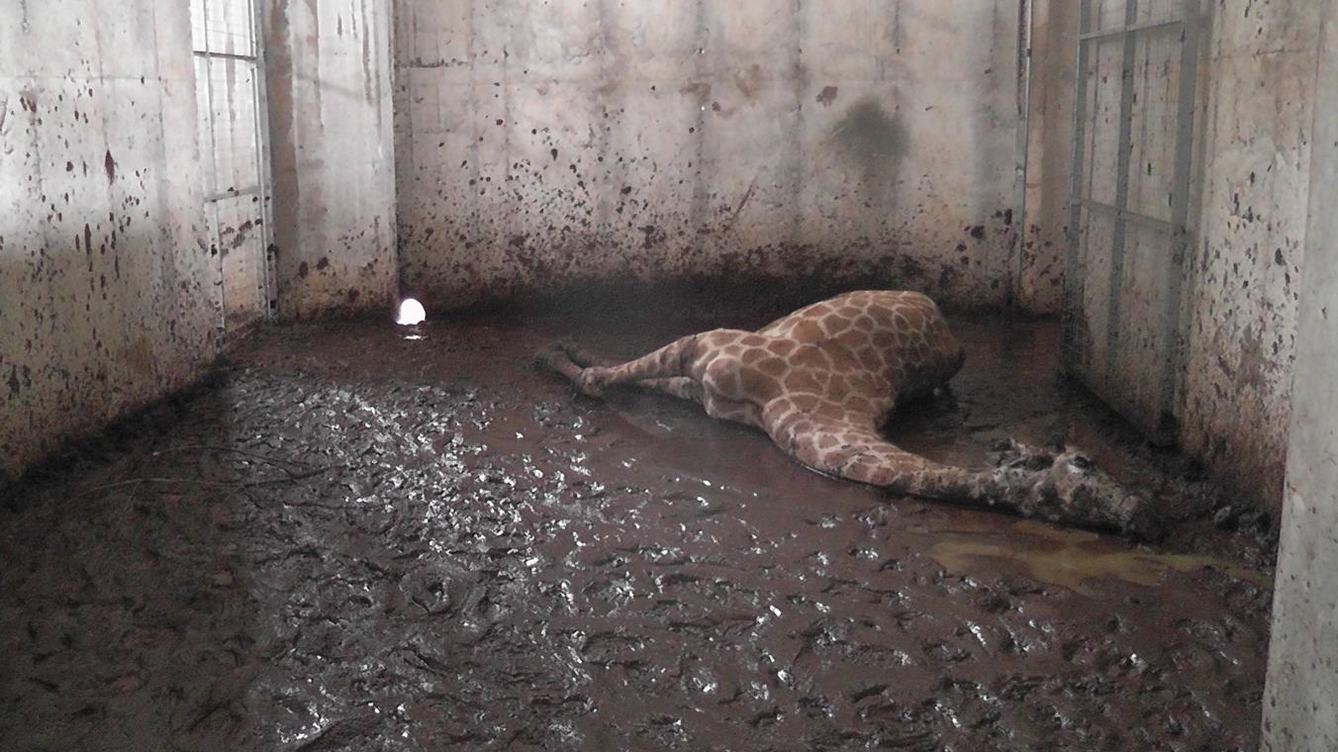 A dead giraffe in its enclosure.
