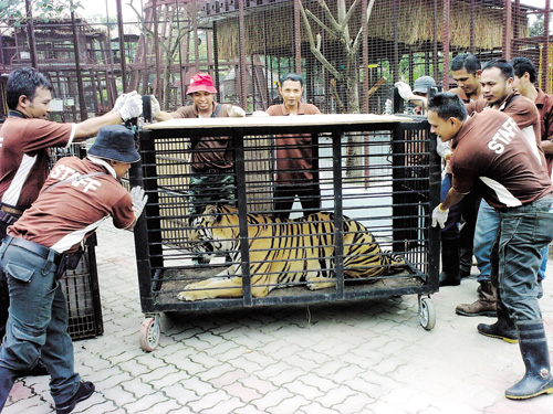 Perhilitan staff confiscating a tiger (plus 131 other animals) from the Danga Bay Petting Zoo, Johor Bahru in 2011. Img from Utusan Online.