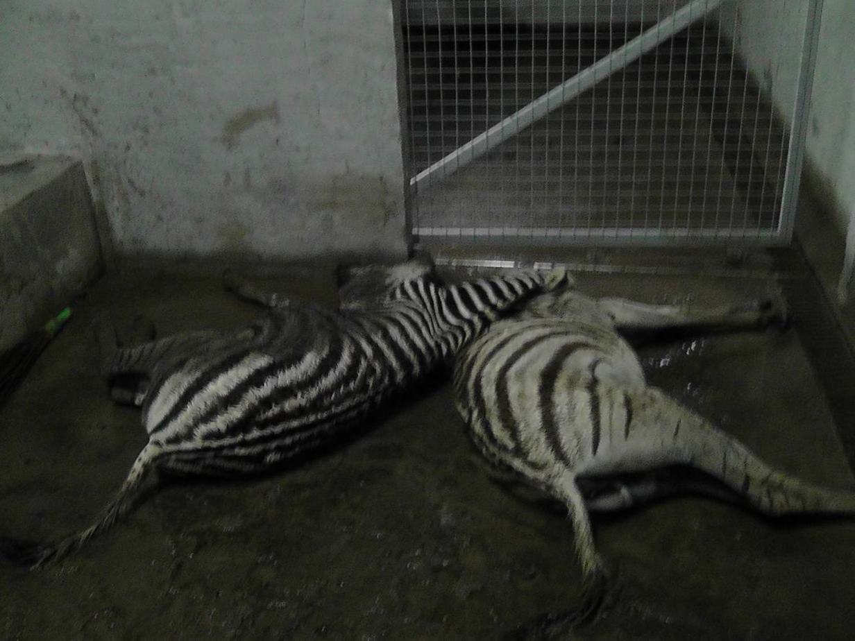 A (dead?) zebra.