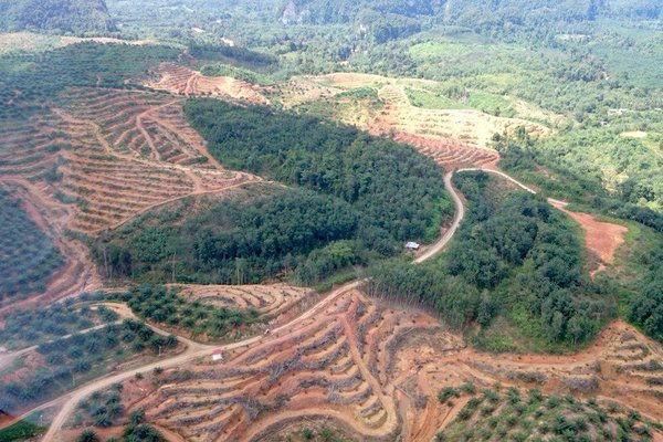 Deforestation in Gua Musang, Kelantan. Image from Khalid Karim's Twitter