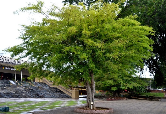 In case you're wondering, this is what a Melaka tree looks like. Img from duniasejarahku.