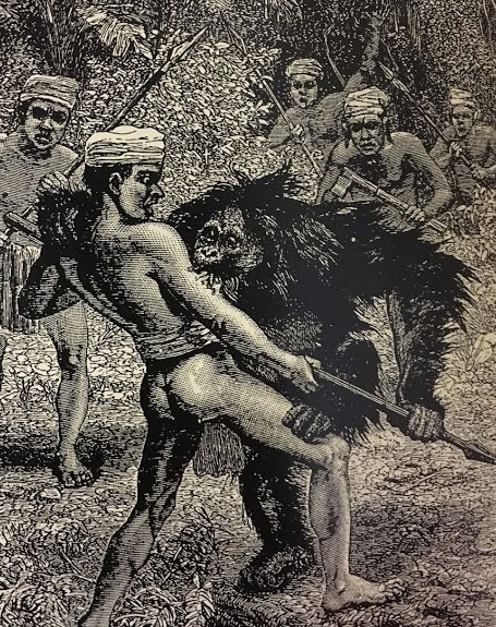 Rising up, back on my feet. Did my time, took my chances! Img from The Natural History of the Orang Utan.