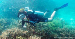 The world’s coral reefs are deteriorating, but Pulau Tioman’s are… IMPROVING? How?!