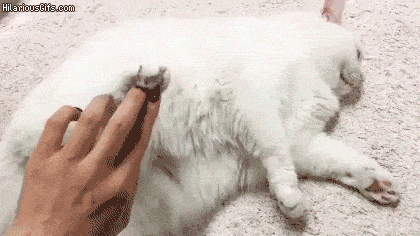 We know all that legal speak can be quite boring, so here's a GIF of a cat.