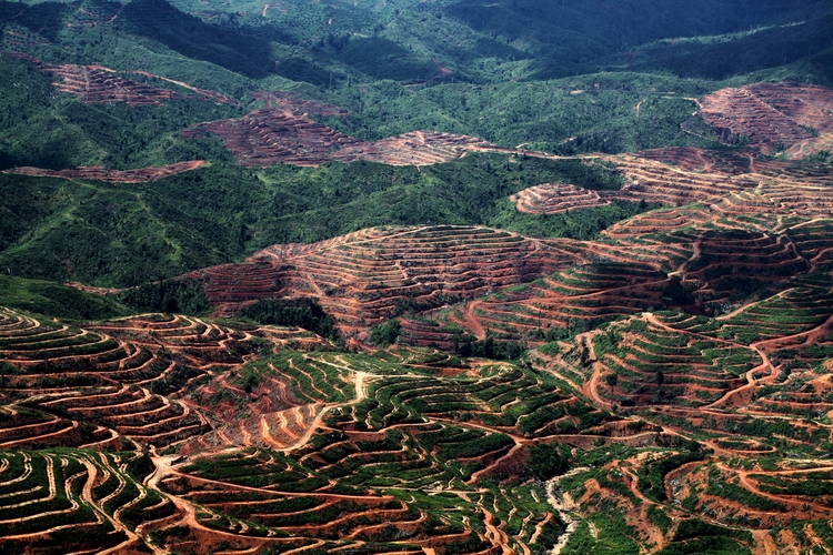 Deforestation in Sabah making those hills look like it could use a hair transplant. Image from Alert Conservation