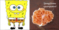 There’s an official fungus species named after Spongebob… and it was found in Malaysia
