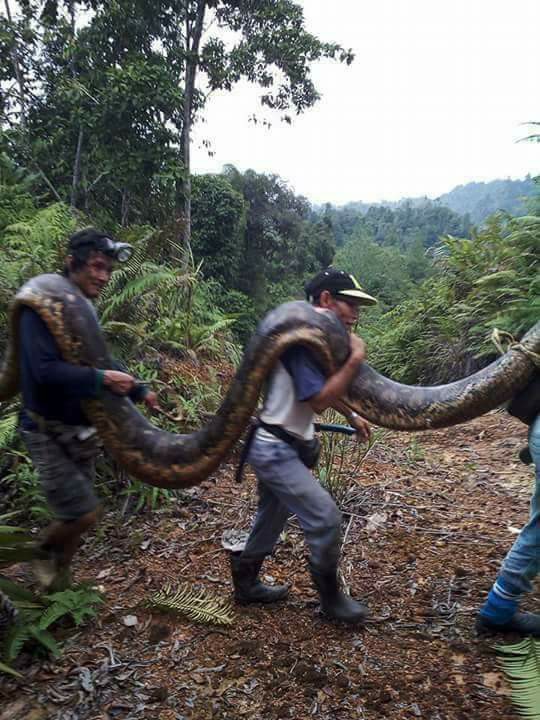 Let's not forget the pythons. Img of python captured in Sarawak, img from Coconuts.