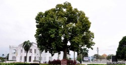 Ipoh was named after this tree… and it can probably kill you.