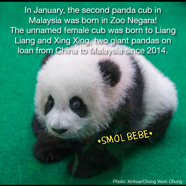 panda