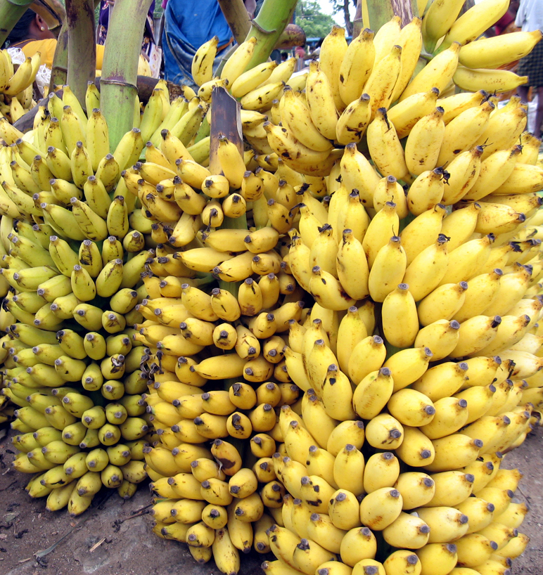 Thankfully, they won't turn into a bunch of bananas. Img from Wikimedia Commons,