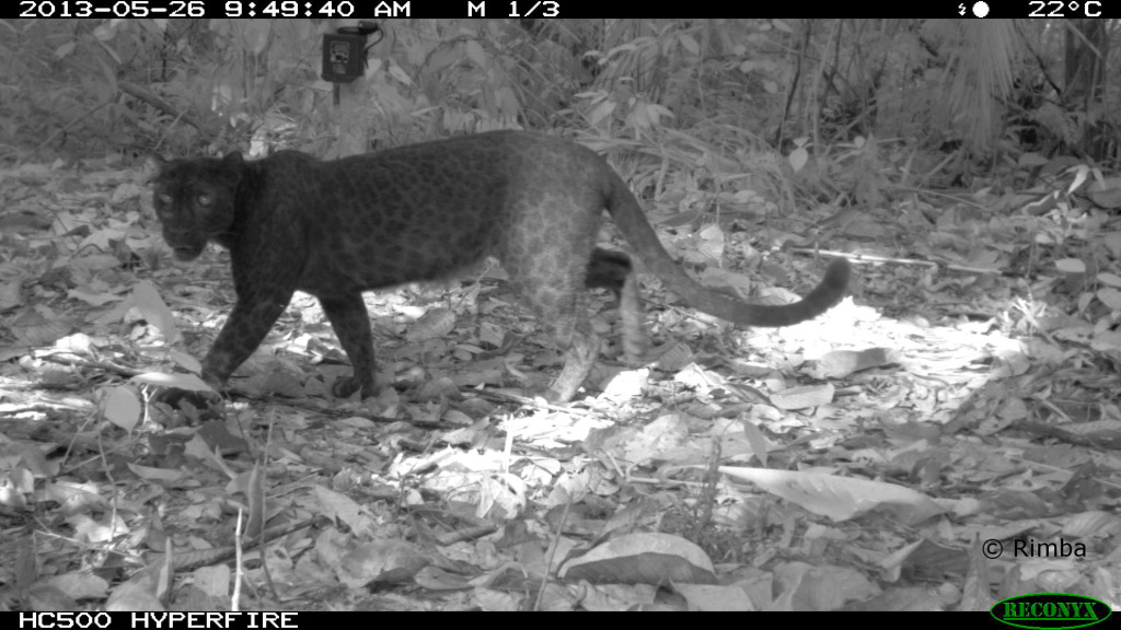 Our black panther is also known as the melanistic leopard. Image from Rimba.