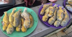 A town in Sarawak has yearly festivals where they catch and cook this poisonous fish