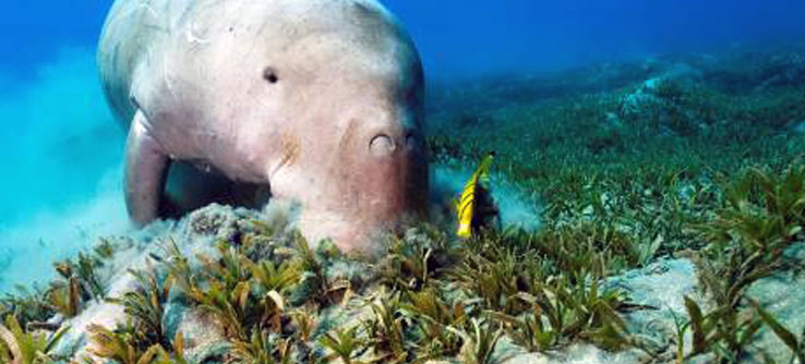 Nomnomnom seagrass. Image from Earth Watch.