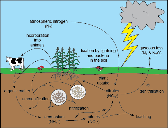 Nitrogen cycle, an example of how ecosystems work. Maybe that's why Pocahontas sings that we are all connected to each other in a hoop that never ends. Image from Thinglink.