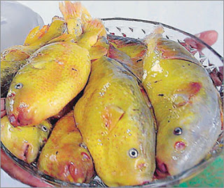 Caught pufferfish are chonky. Img from PestaIkanBuntalBetong's blog.