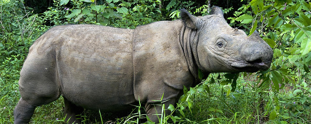 Sumatran rhino. Image from Animal Planet.