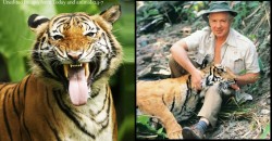 This tiger species named after an angmoh may go extinct because of road accidents?