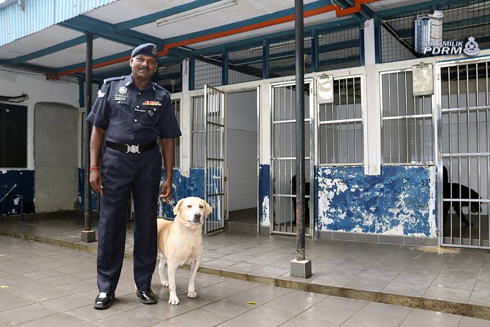 A Labrador in the PDRM K-9 unit. Image from PDRM's Facebook