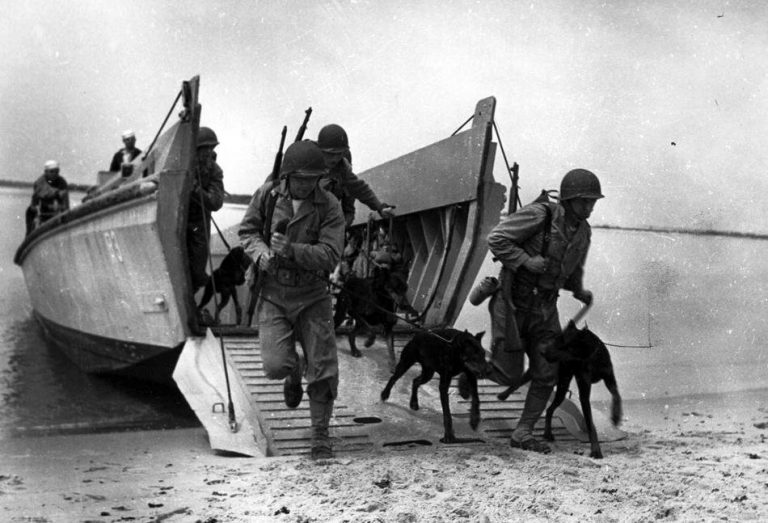 US Marine K-9 dogs in World War 2. Image from K9 History