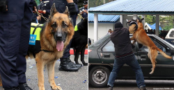 What does it take for a dog to get a job in PDRM’s K-9 unit? Your corgi might not fit.