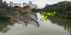 Local fish in a Johor river might be in danger because of… ikan bandaraya!?