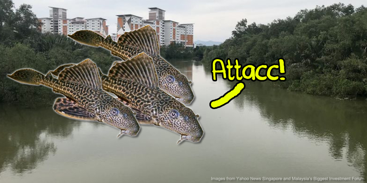 Local Fish In A Johor River Might Be In Danger Because Of Ikan Bandaraya